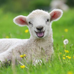ترکیبات لازم برای بره تازه متولد شده