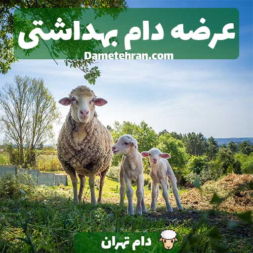 عرضه دام بهداشتی