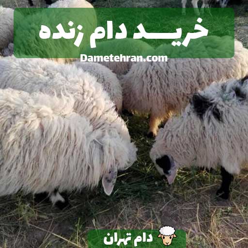 دام زنده