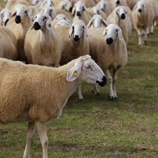 گوسفند نژاد کرمانی