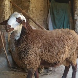 گوسفند نژاد فشندی