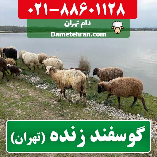 گوسفند زنده تهران