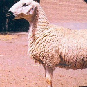 گوسفند نژاد بلوچی