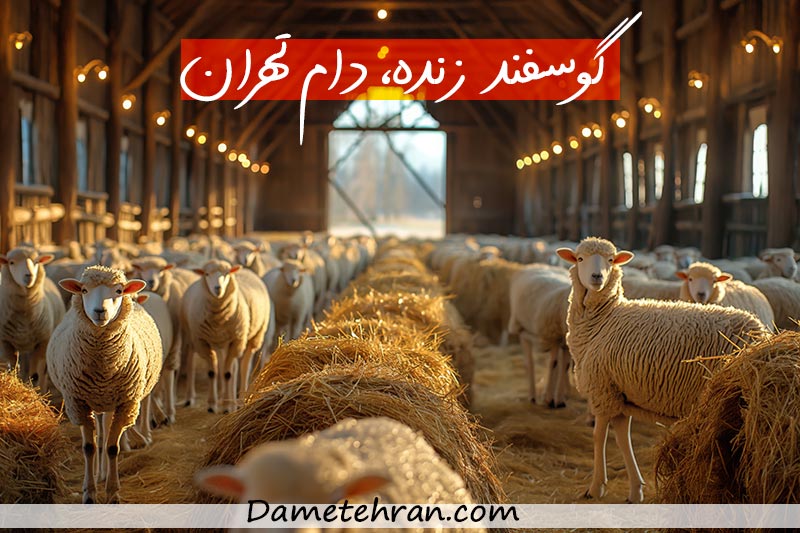 خرید گوسفند زنده