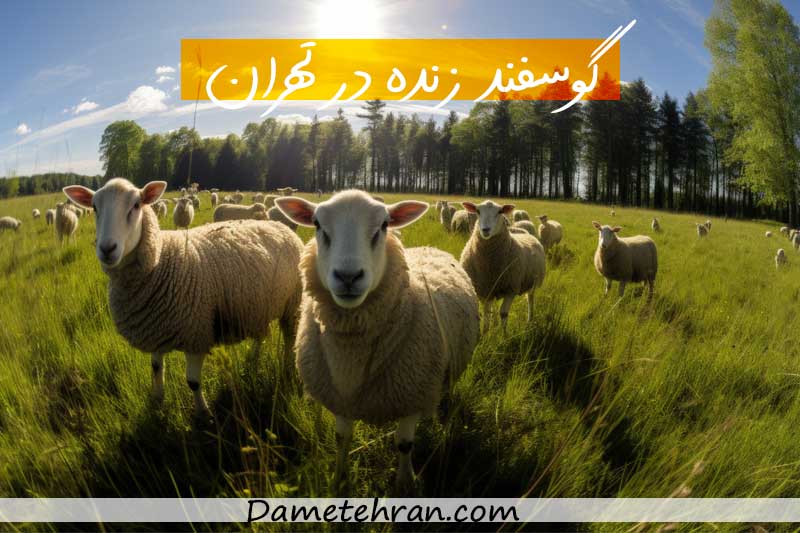 گوسفند زنده در تهران