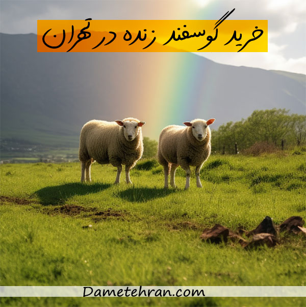 قیمت گوسفند زنده